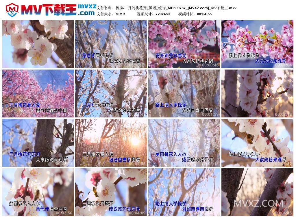 杨扬-三月的桃花开_国语_流行_MD500737